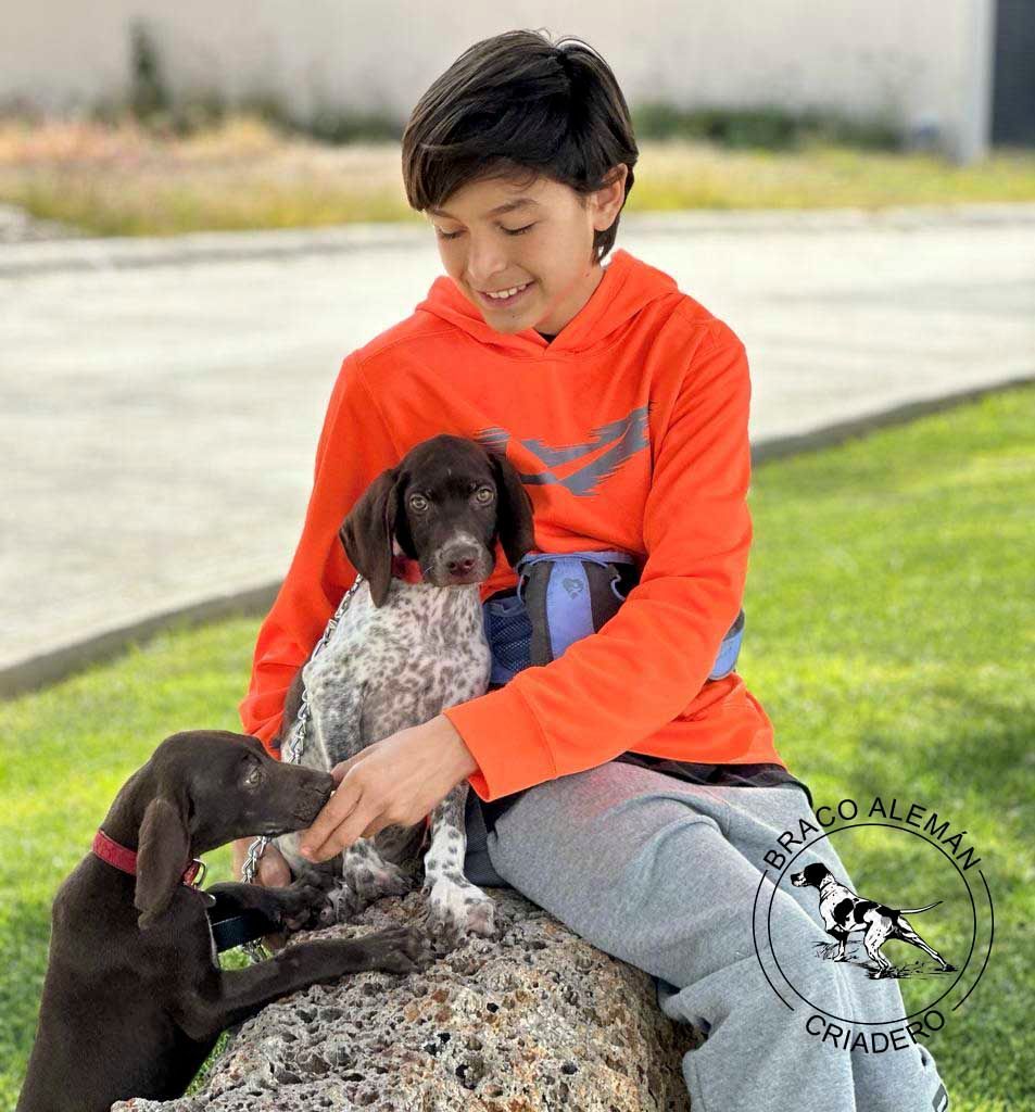 cachorro braco aleman