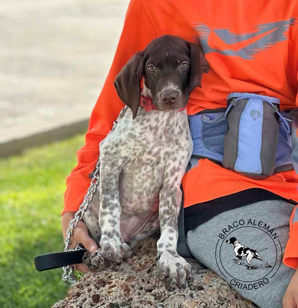 cachorro braco aleman