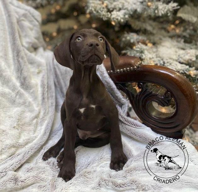 braco aleman en  venta