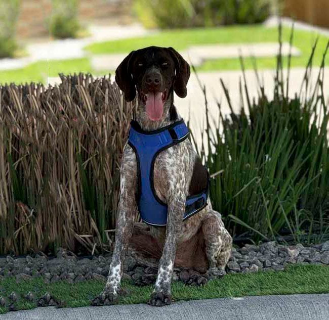 criadero de perros braco aleman