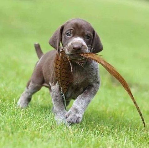 venta de perros braco aleman