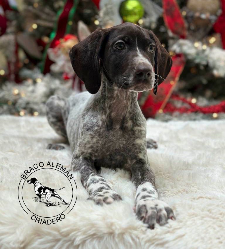 cachorro braco aleman pelo corto