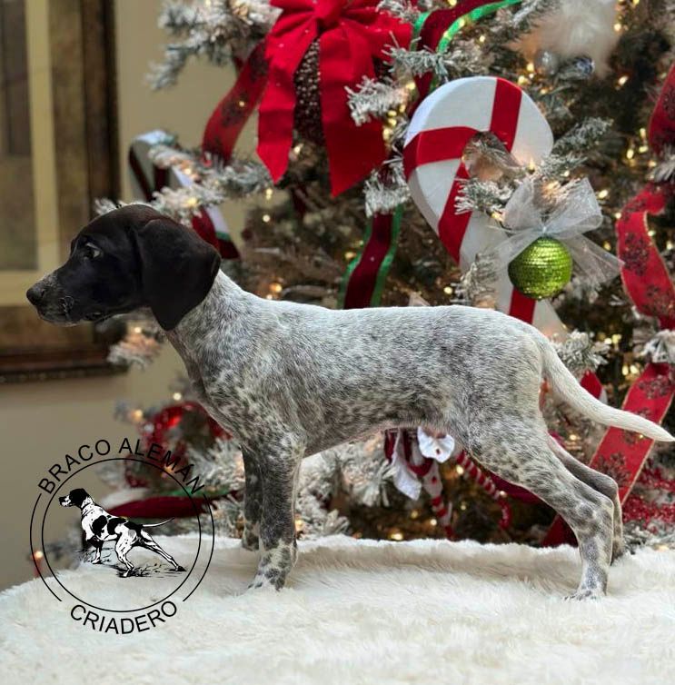 cachorro braco aleman pelo corto