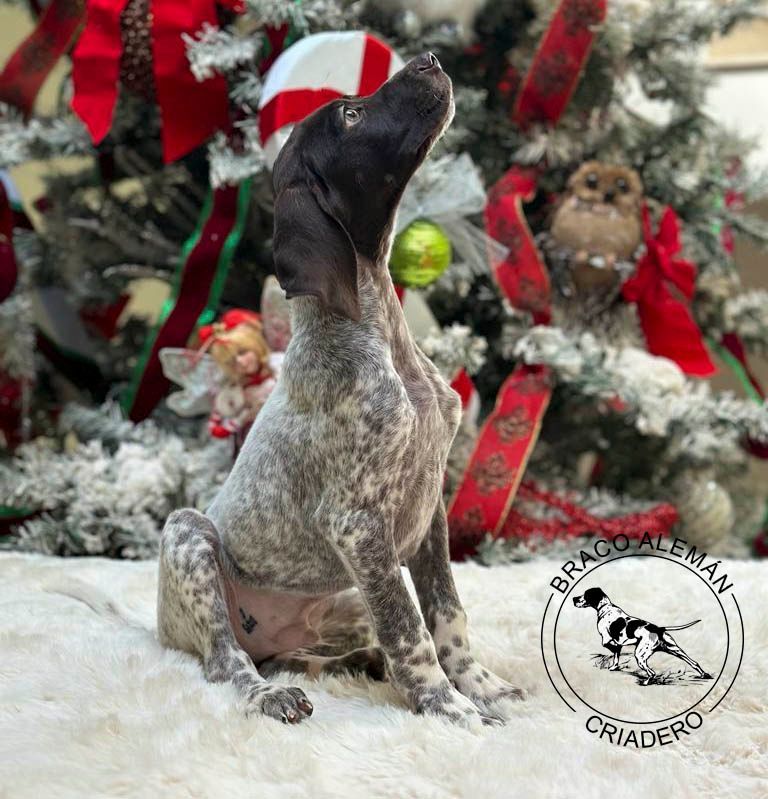 cachorro braco aleman pelo corto