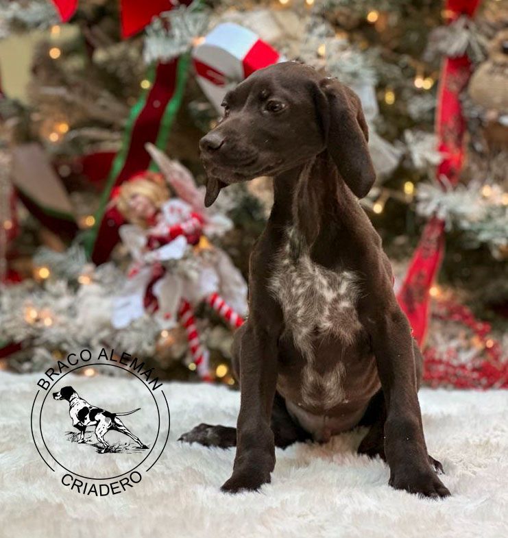 cachorro braco aleman pelo corto