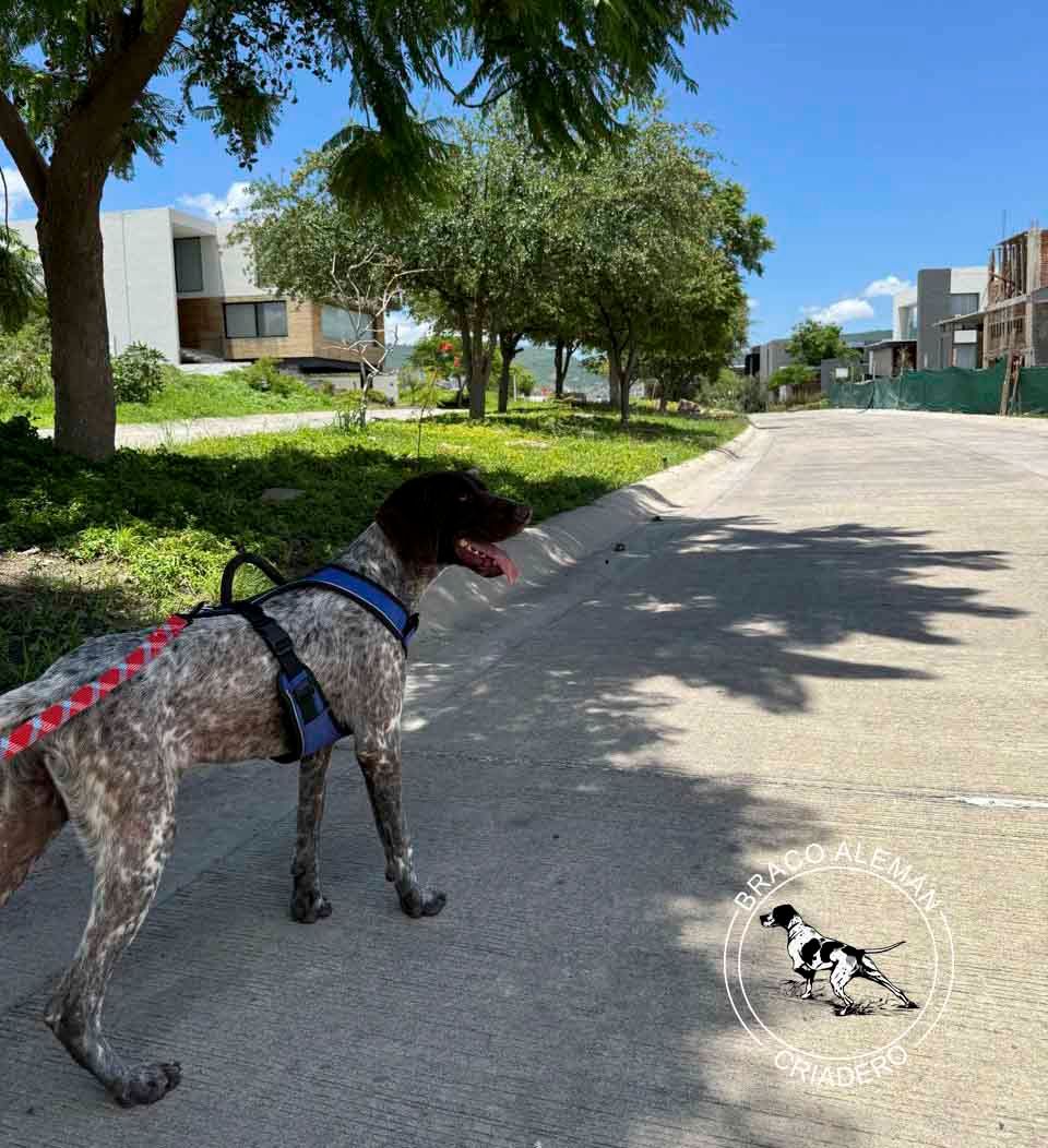 braco aleman pelo corto venta