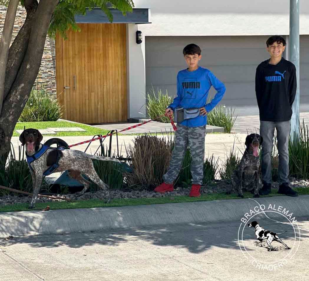 braco aleman pelo corto venta