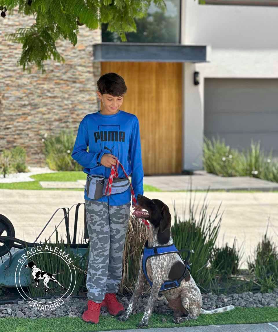 braco aleman pelo corto venta