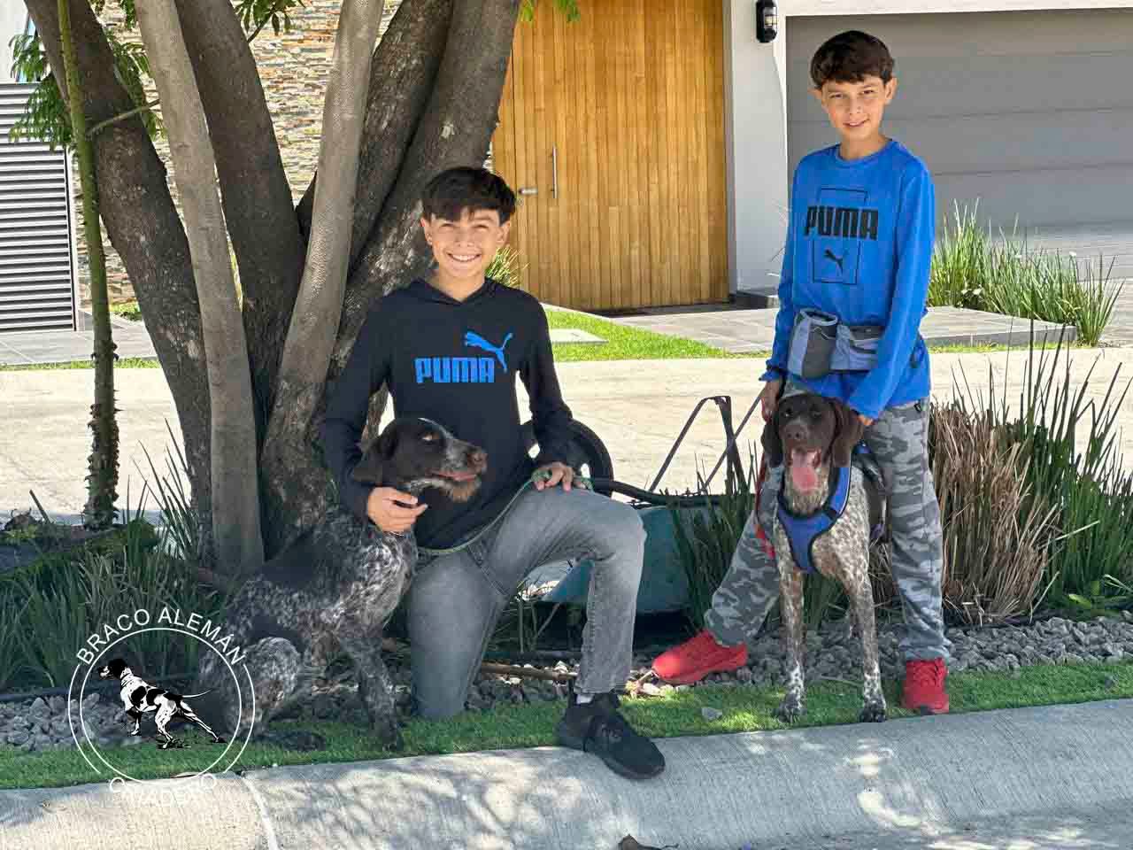 braco aleman pelo corto venta