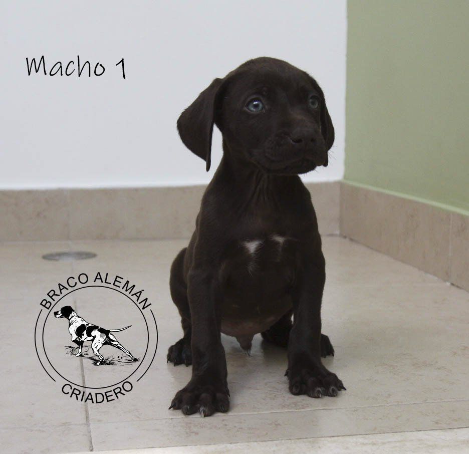 cachorro braco aleman en venta