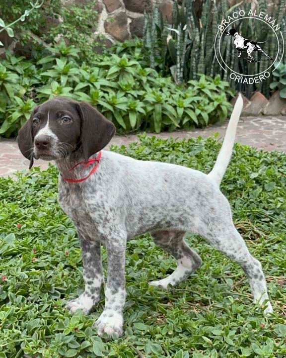 cachorro braco aleman en venta