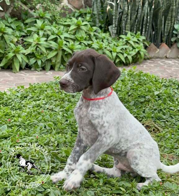 cachorro braco aleman en venta