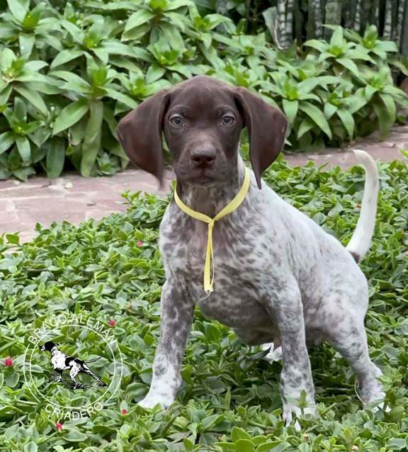 cachorro braco aleman pelo corto