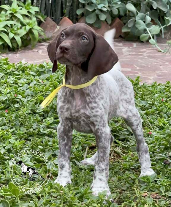 cachorro braco alemanpelo corto