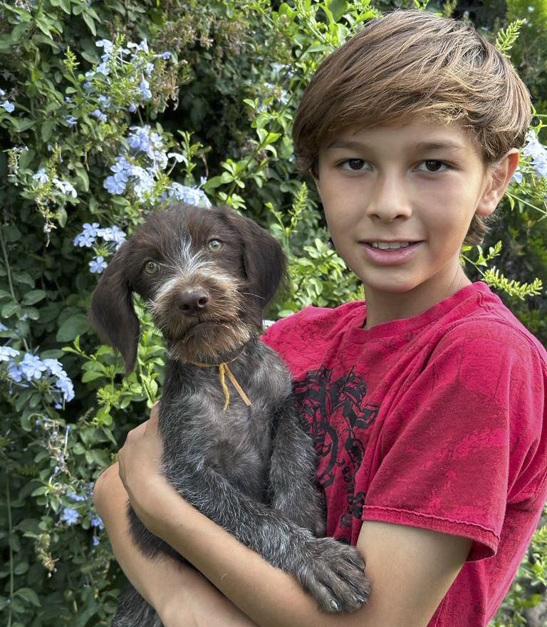cachorro braco aleman pelo duro