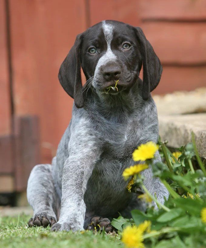 cachorros braco aleman en venta