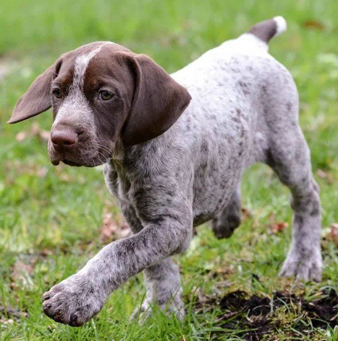 cachorros braco aleman en venta