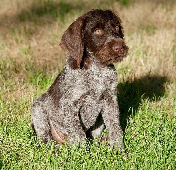 cachorros braco aleman en venta