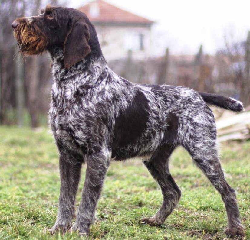 venta de perros braco aleman