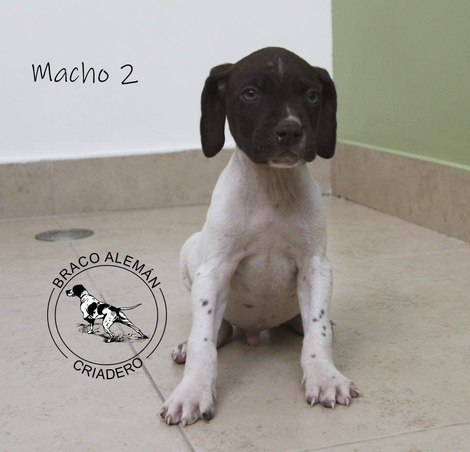cachorro braco aleman en venta