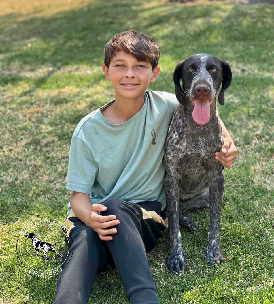 braco aleman en venta