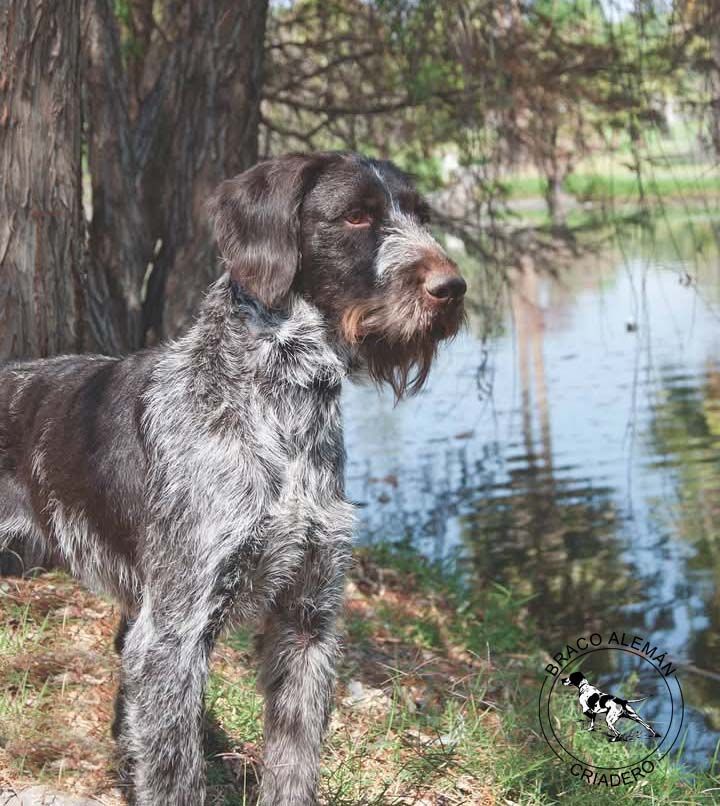 braco aleman pelo duro