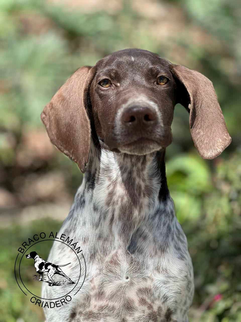 braco aleman en venta