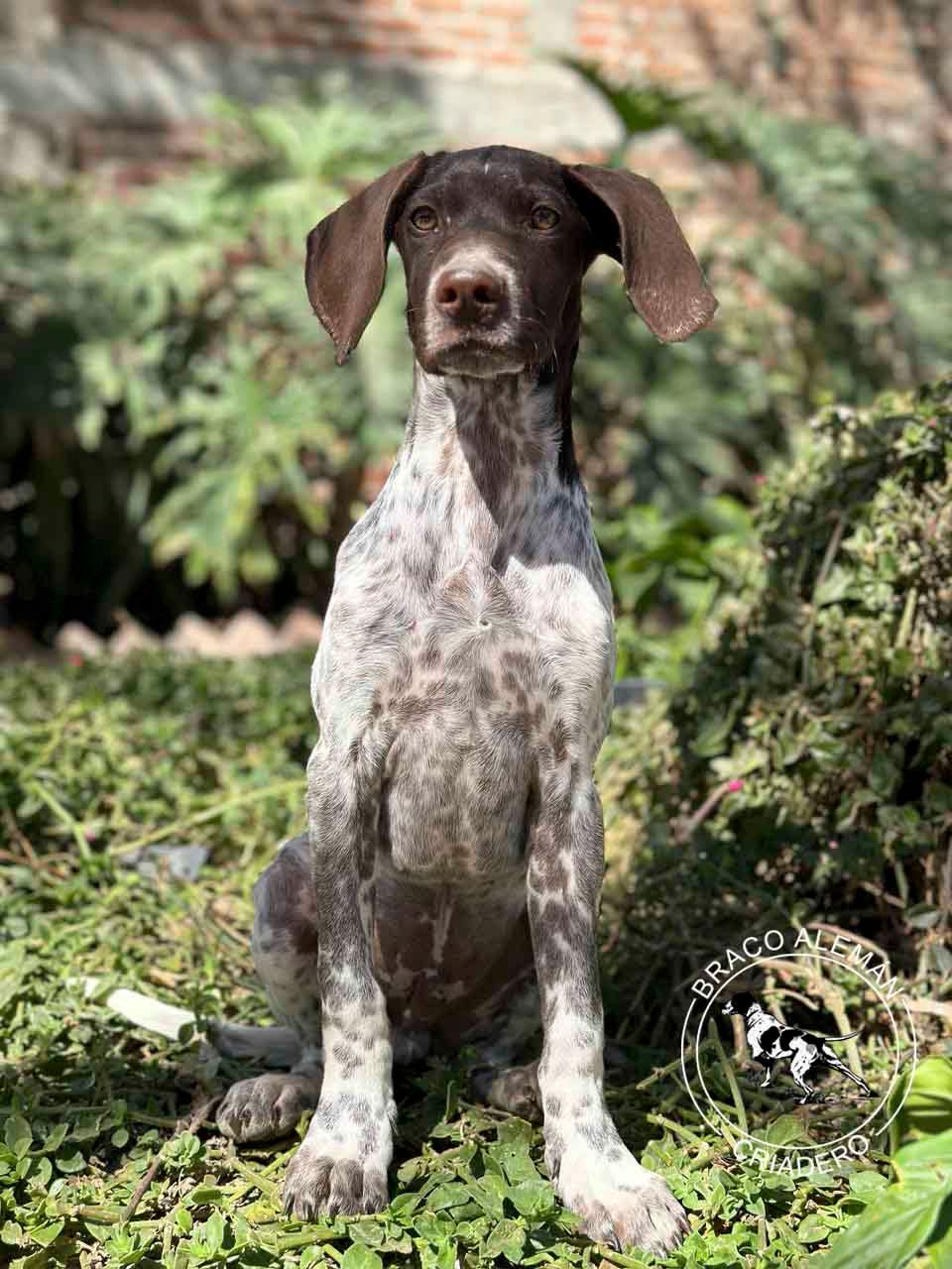 braco aleman en venta