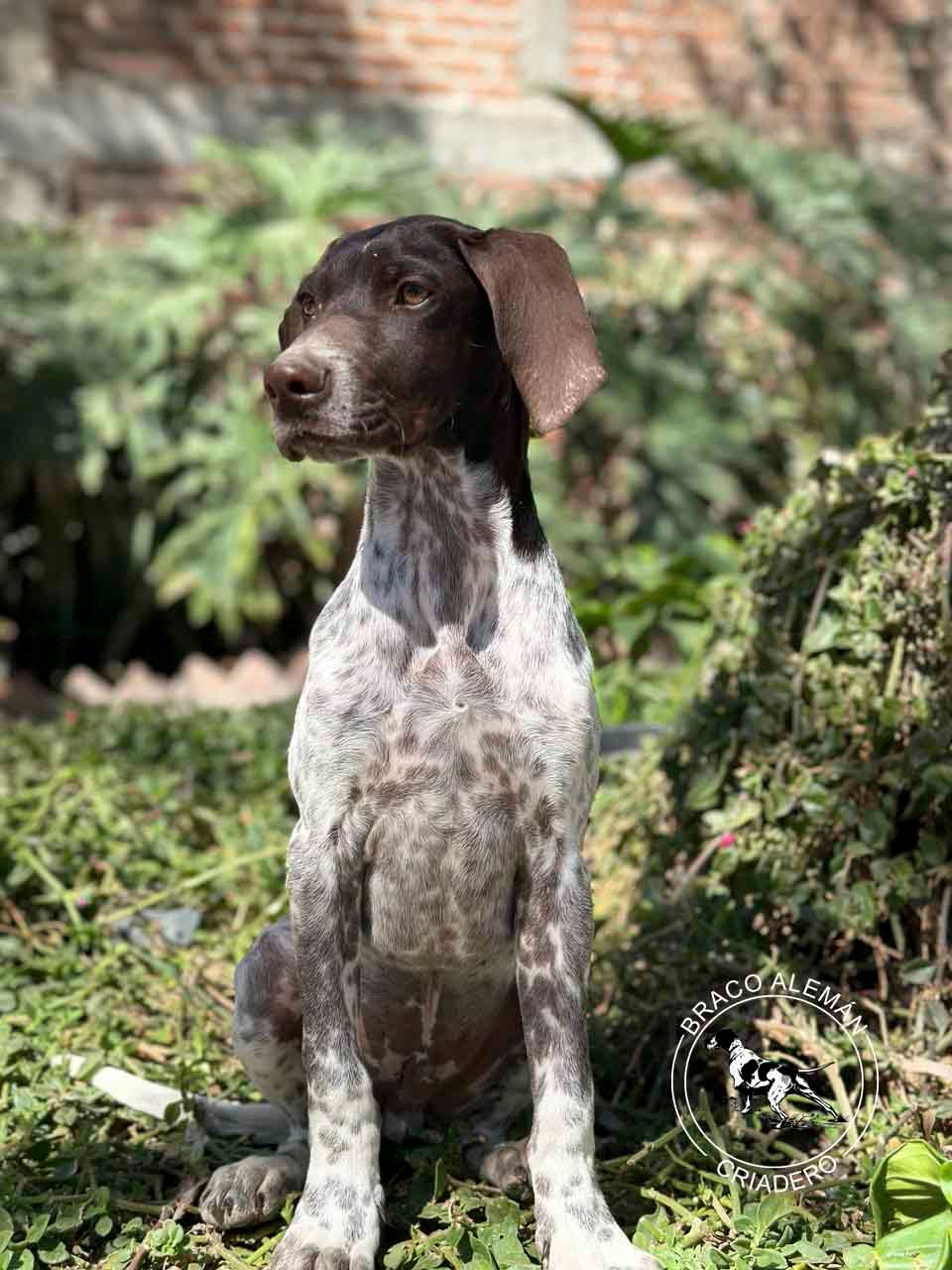 braco aleman en venta