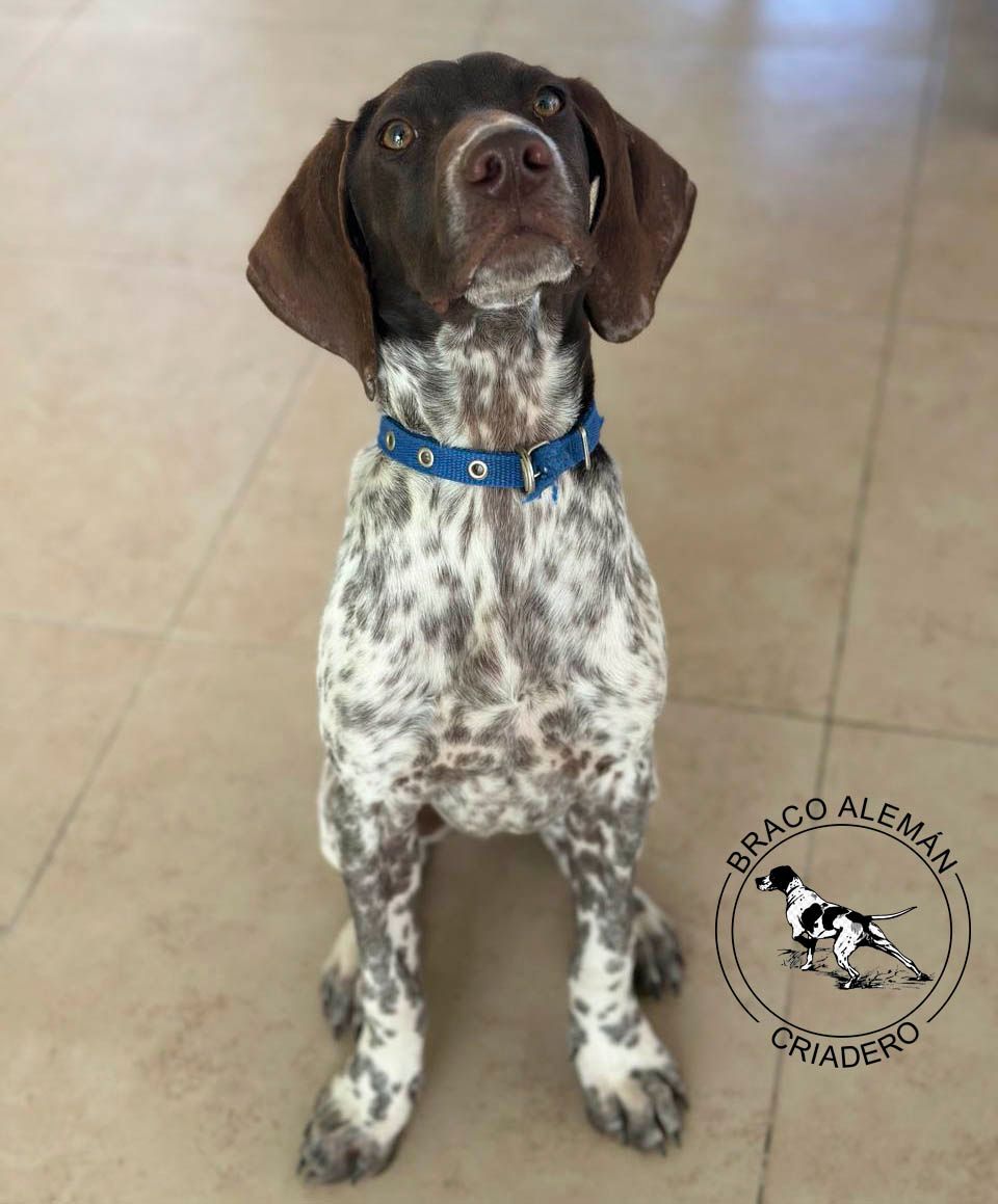 braco aleman