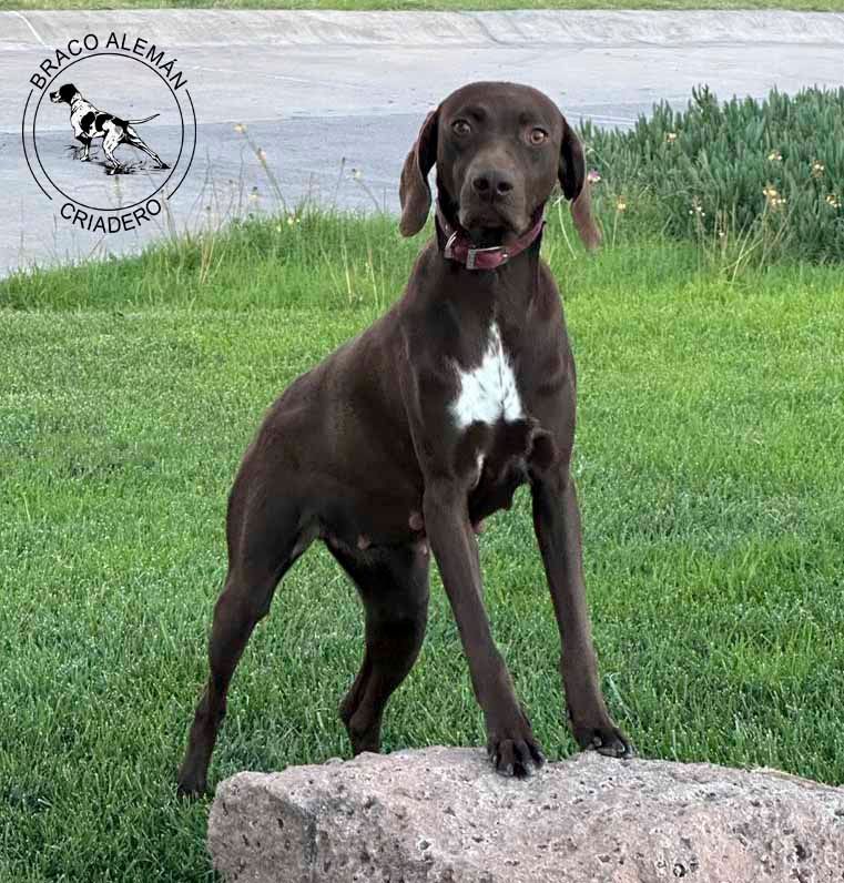 braco aleman pelo corto en venta