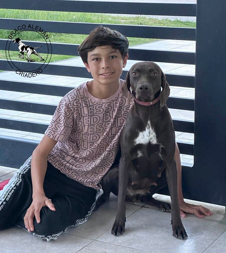 braco aleman pelo corto en venta