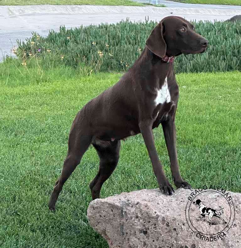 braco aleman pelo corto en venta