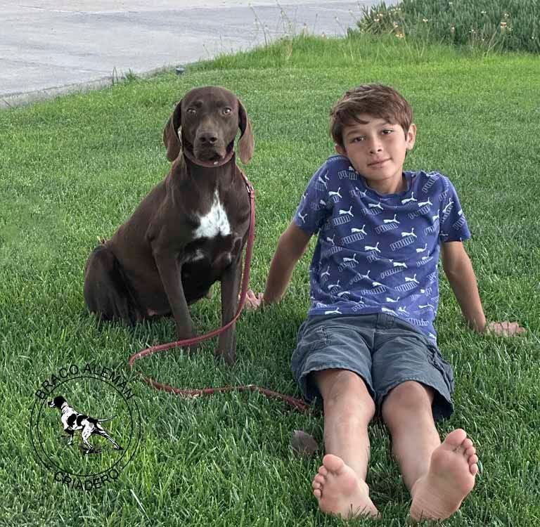 braco aleman pelo corto en venta