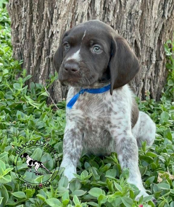 cachorro braco aleman en venta