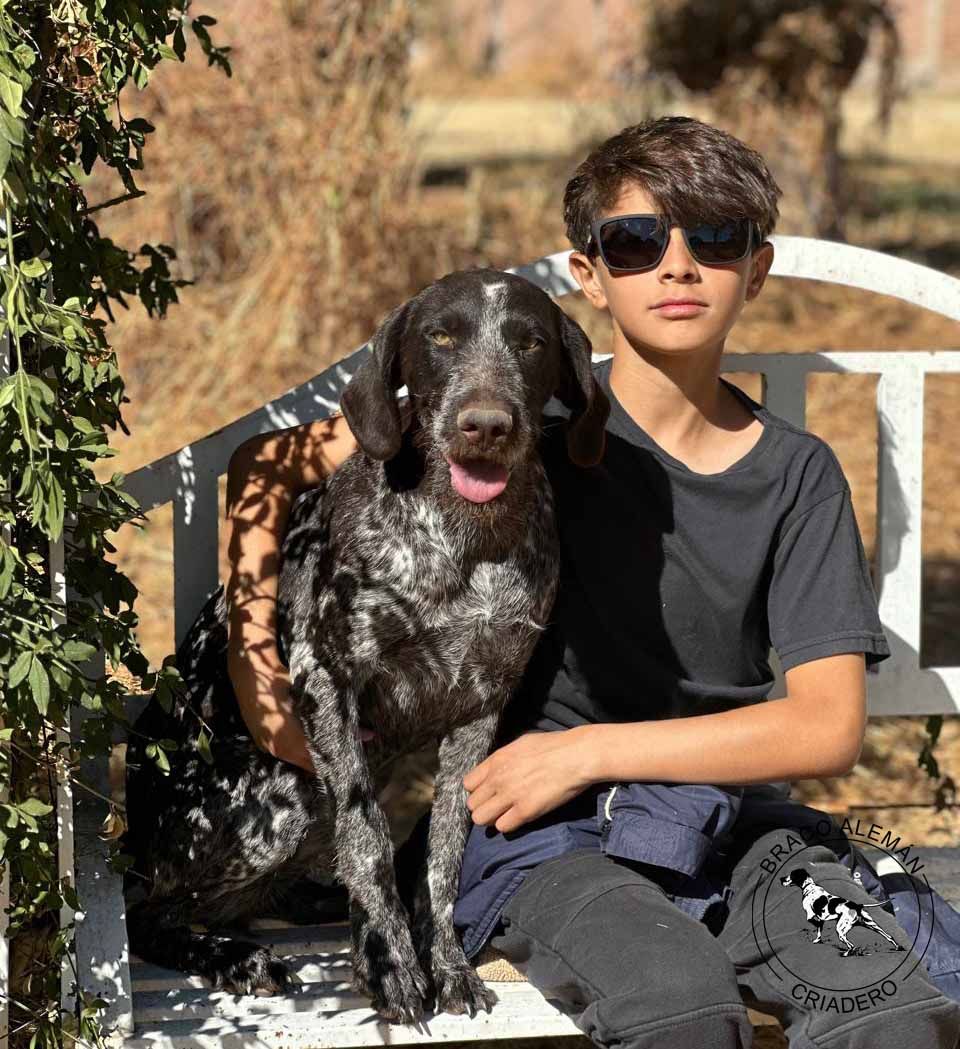 braco aleman pelo duro