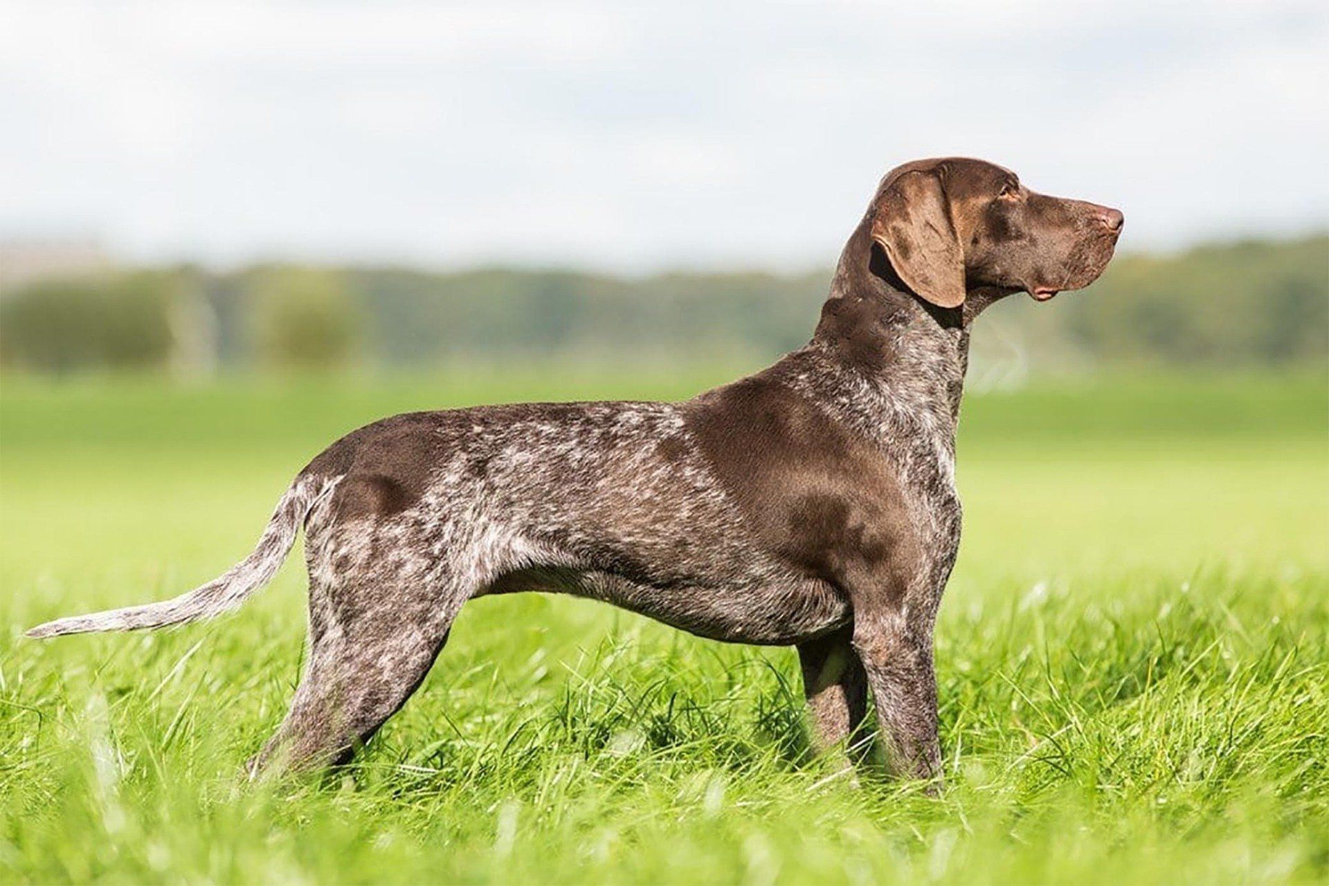 venta de perros braco aleman