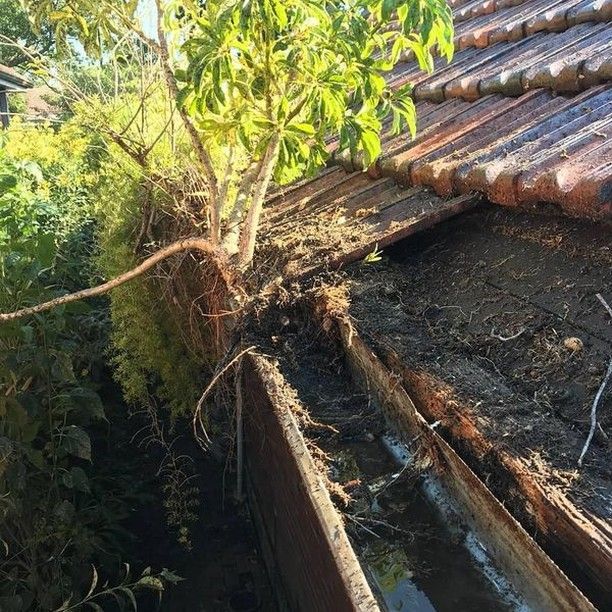 Rooftop With a Small Tree Growing Out of the Gutter Filled With Debris — Expert Plumbing & Solar Services Bathurst in Kelso, NSW