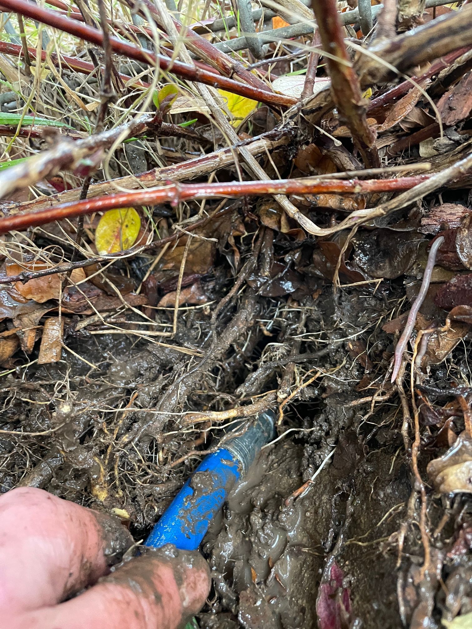 Hand Using a Blue-handled Tool in Muddy Soil With Roots and Plant Debris — Expert Plumbing & Solar Services Bathurst in Kelso, NSW