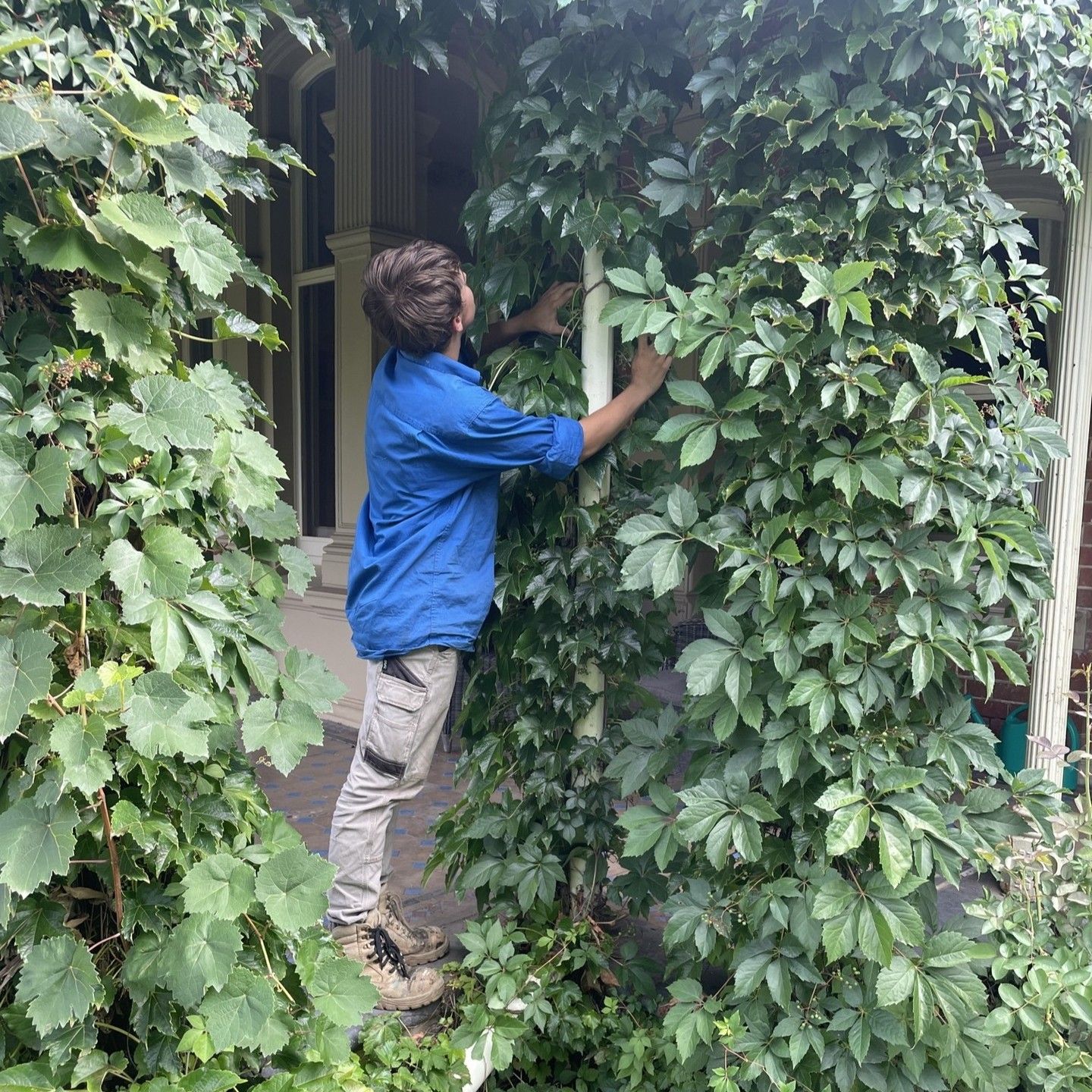 Person in Blue Shirt Trims Climbing Vines on a Porch — Expert Plumbing & Solar Services Bathurst in Kelso, NSW