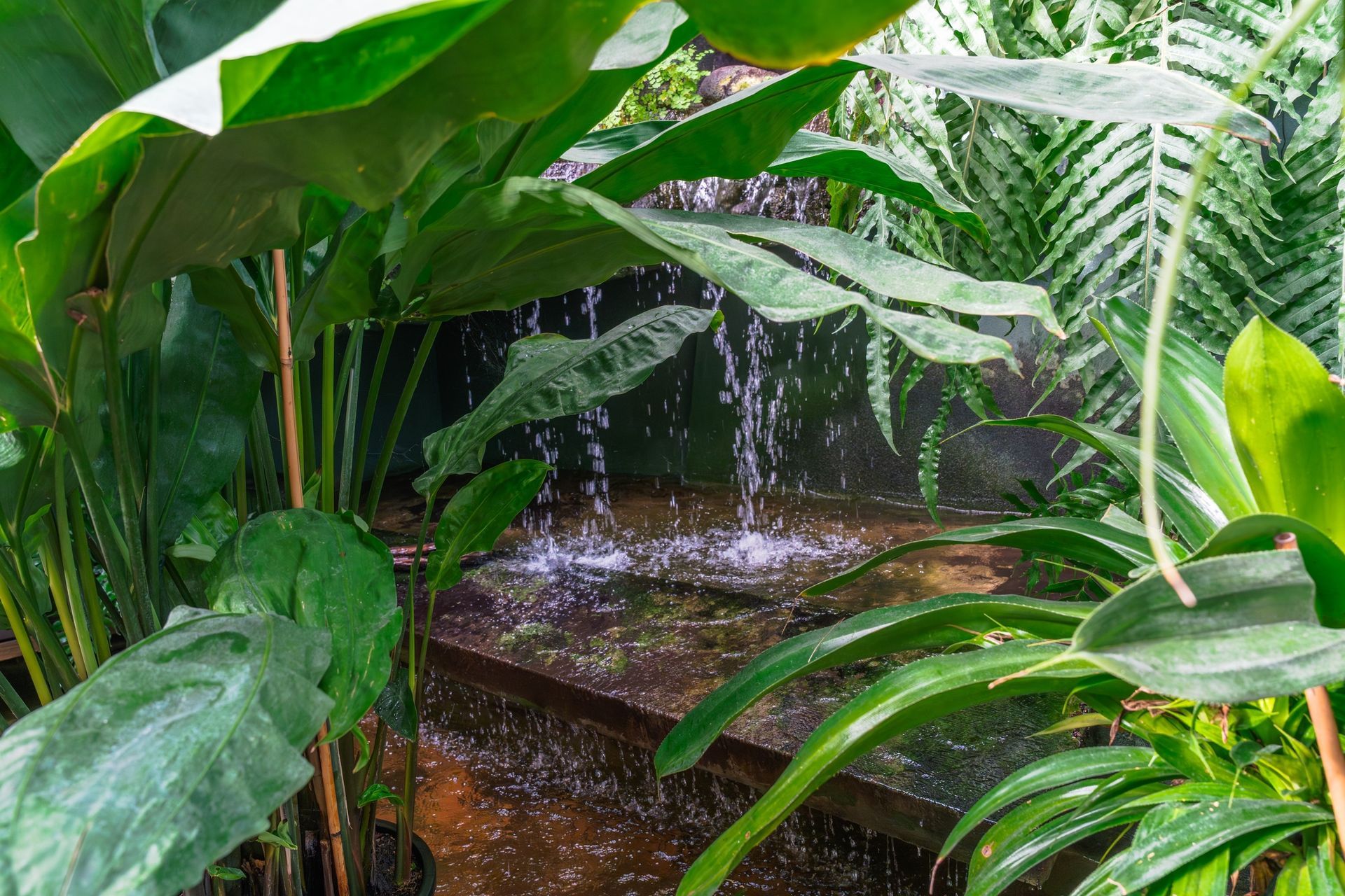 Lush tropical plants around a small waterfall and pool in a dense garden