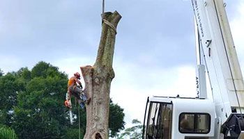 a man is climbing a tree next to a crane .