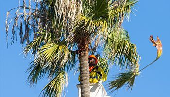 a man is cutting a palm tree with a chainsaw .