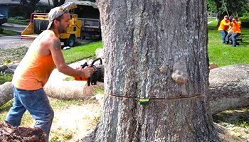 a man is cutting a tree stump with a chainsaw .