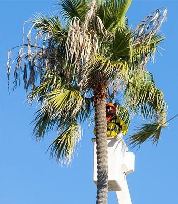 a man is standing in a bucket on top of a palm tree .