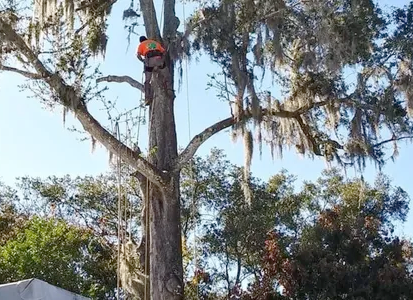 a man is climbing a tree with spanish moss hanging from it .