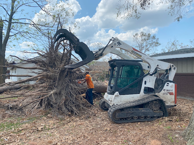 a bobcat is being used to remove a large tree stump