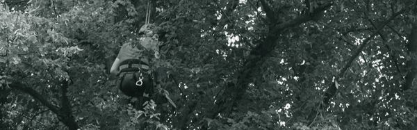 A black and white photo of a person hanging from a tree.