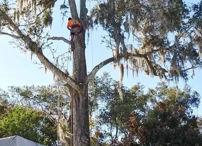 A man is climbing a tree with spanish moss hanging from it.