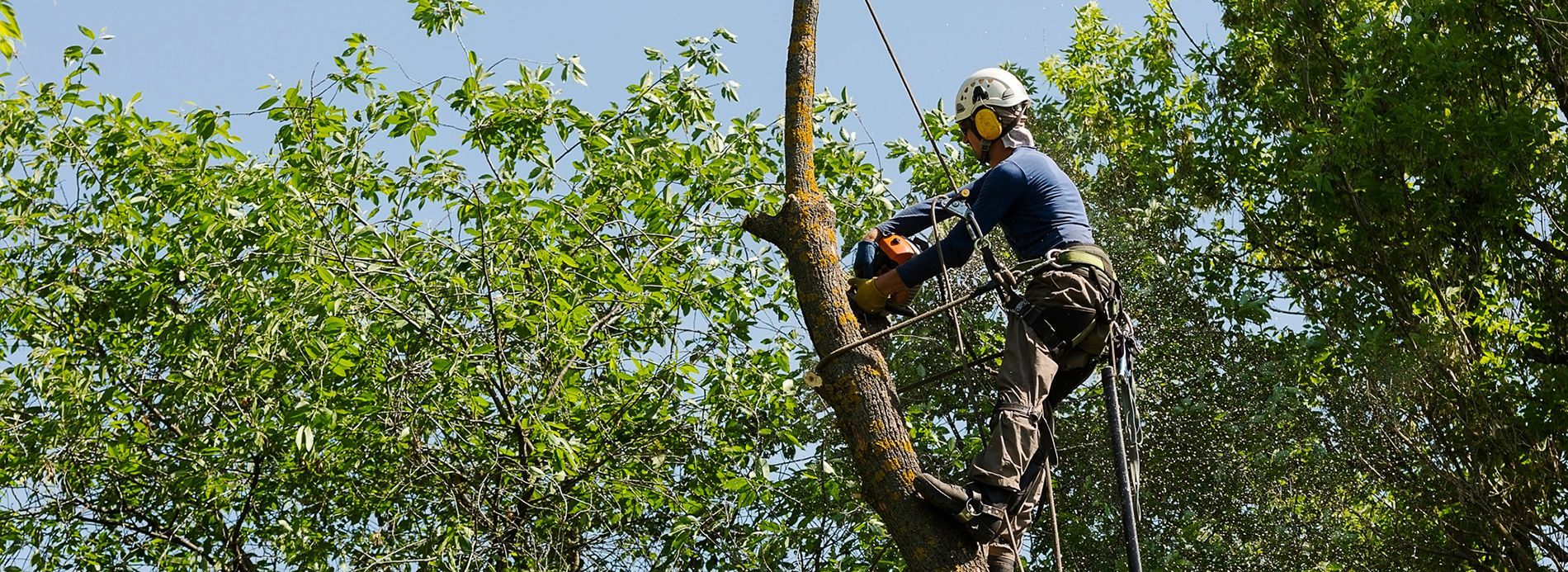 Tree removal: Arborist in harness cuts tree with chainsaw. Crane supports the tree, home in background.